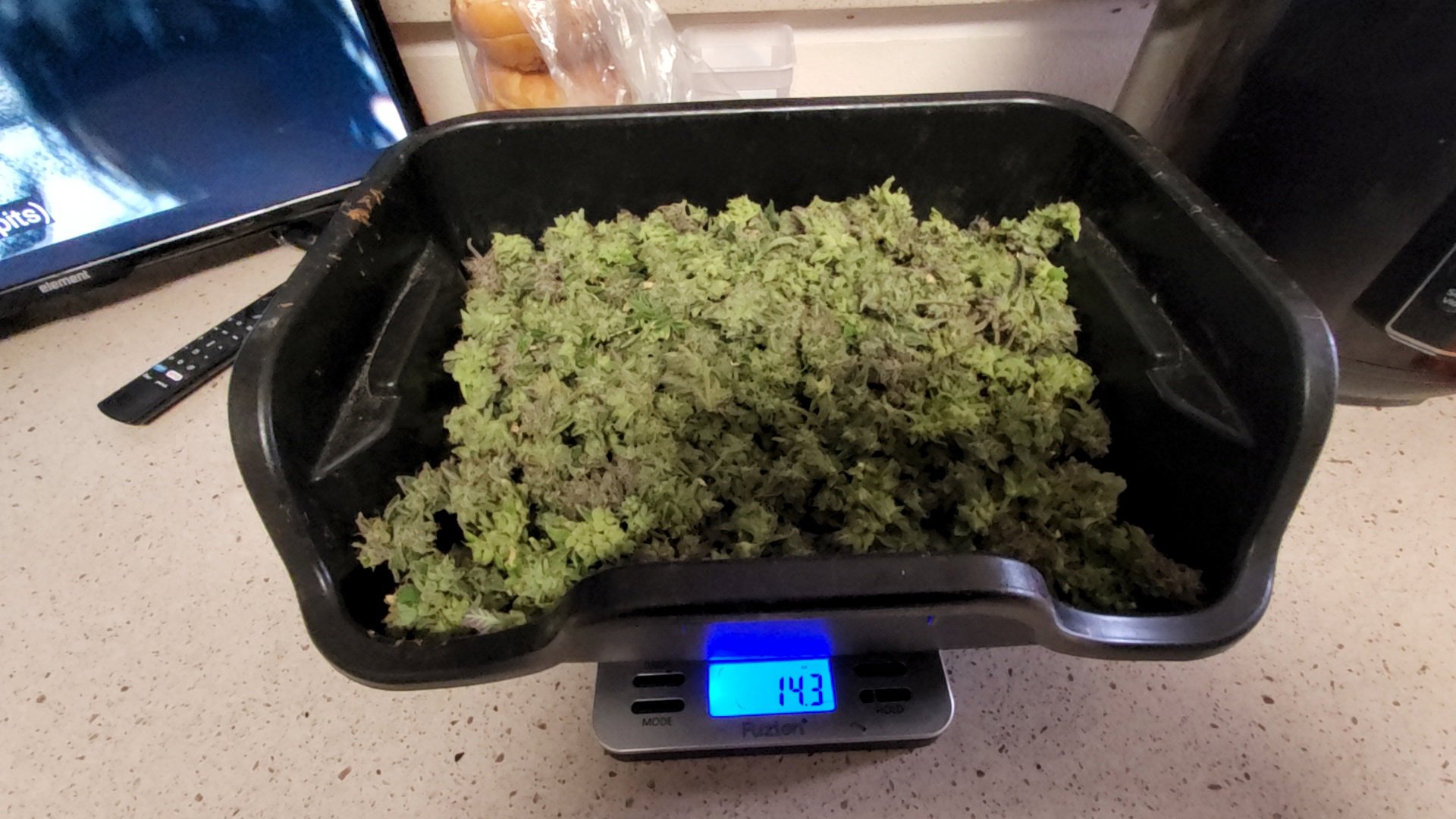 Fat Bastard (FB) plant image