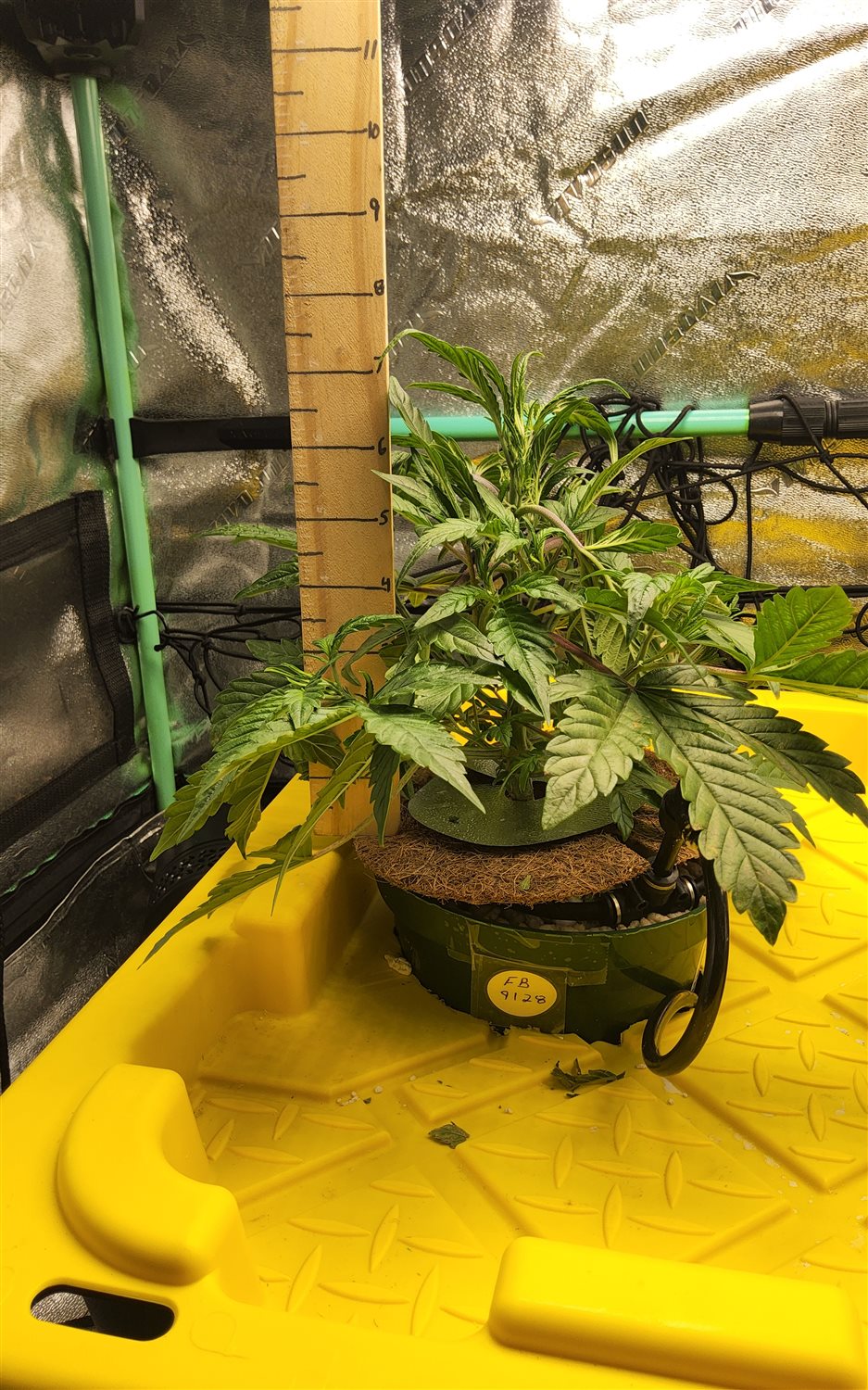 Fat Bastard (FB) plant image