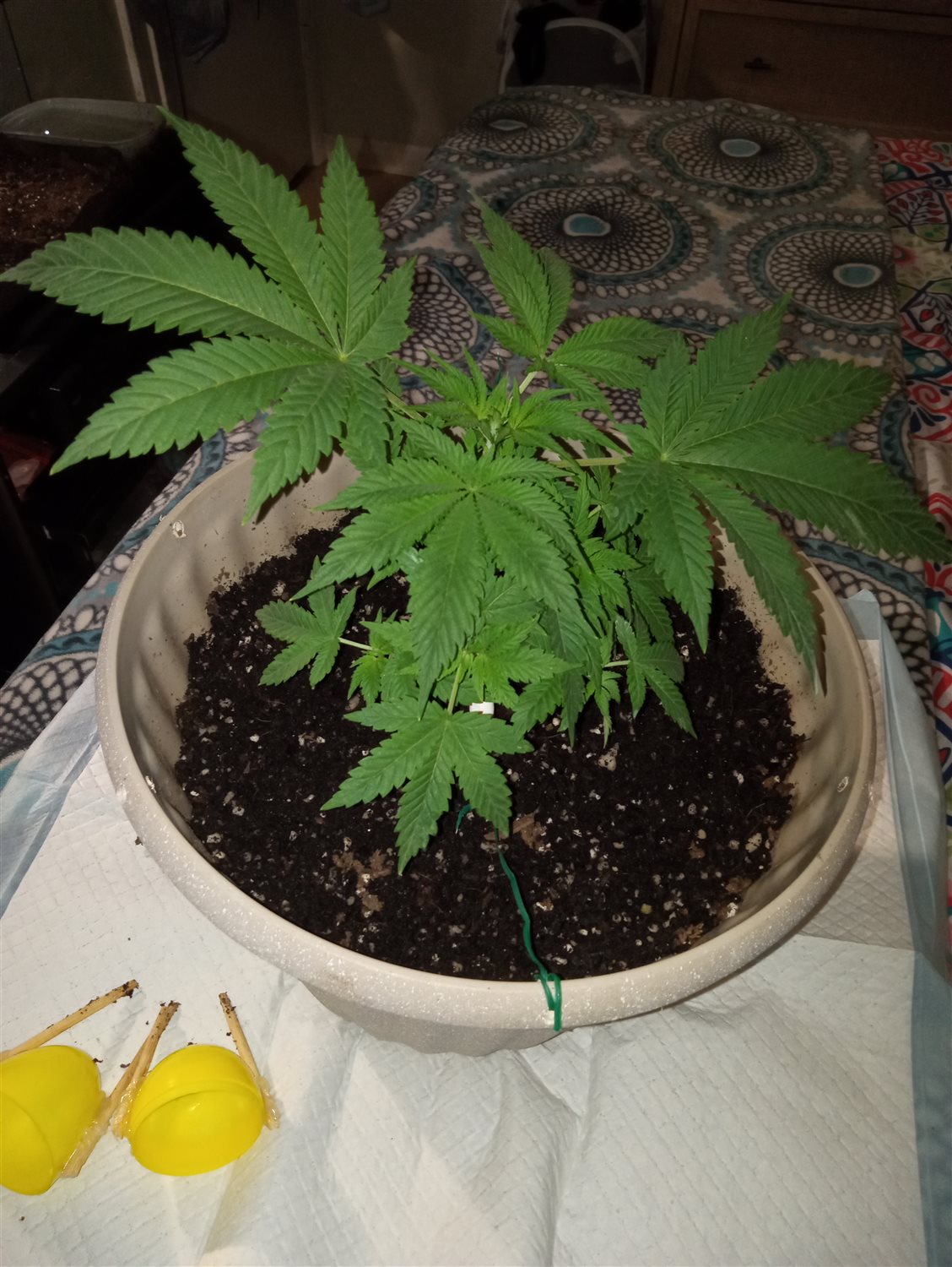 Featured Plant Image