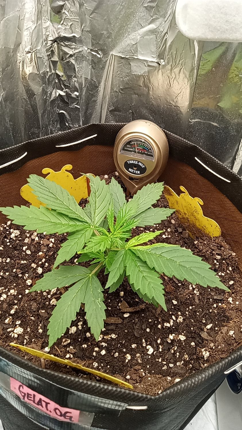 Gelato OG  plant photo
