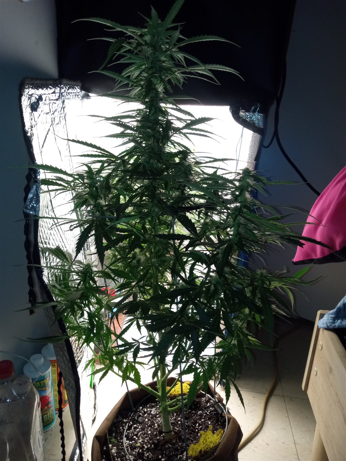 Gelato OG  plant photo