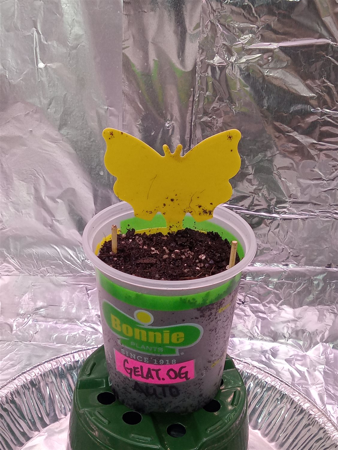 Gelato OG  plant photo