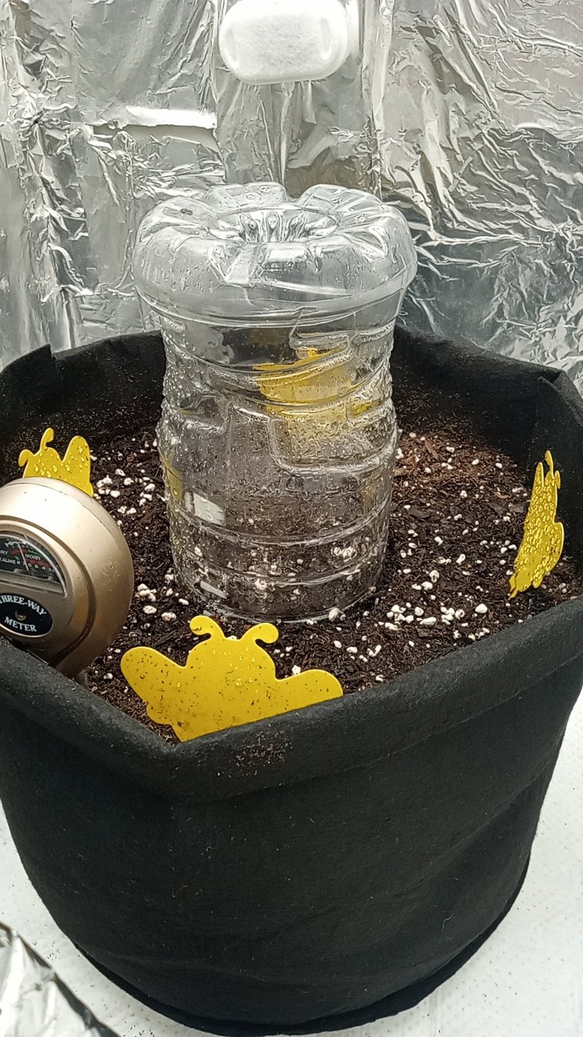 OG Kush plant photo