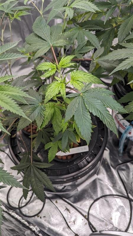 Banana Kush plant photo