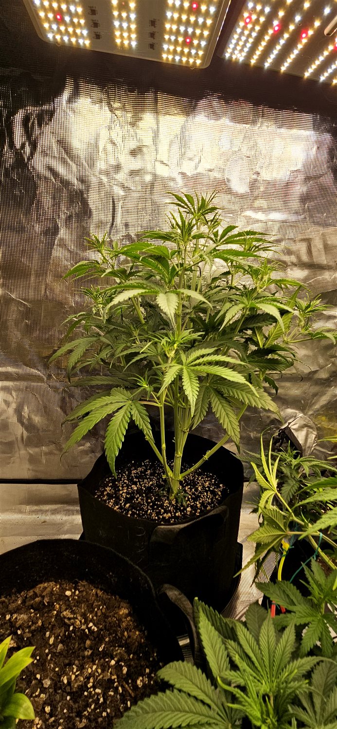 Gorilla Cookies plant photo