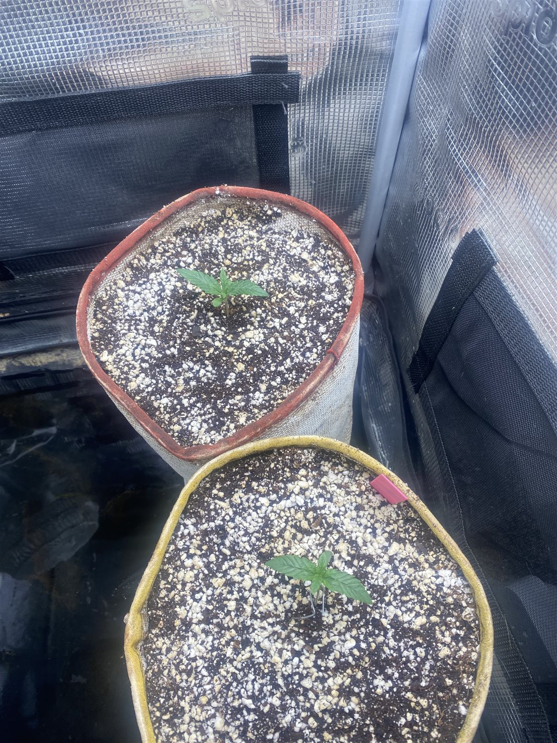 Plant Image
