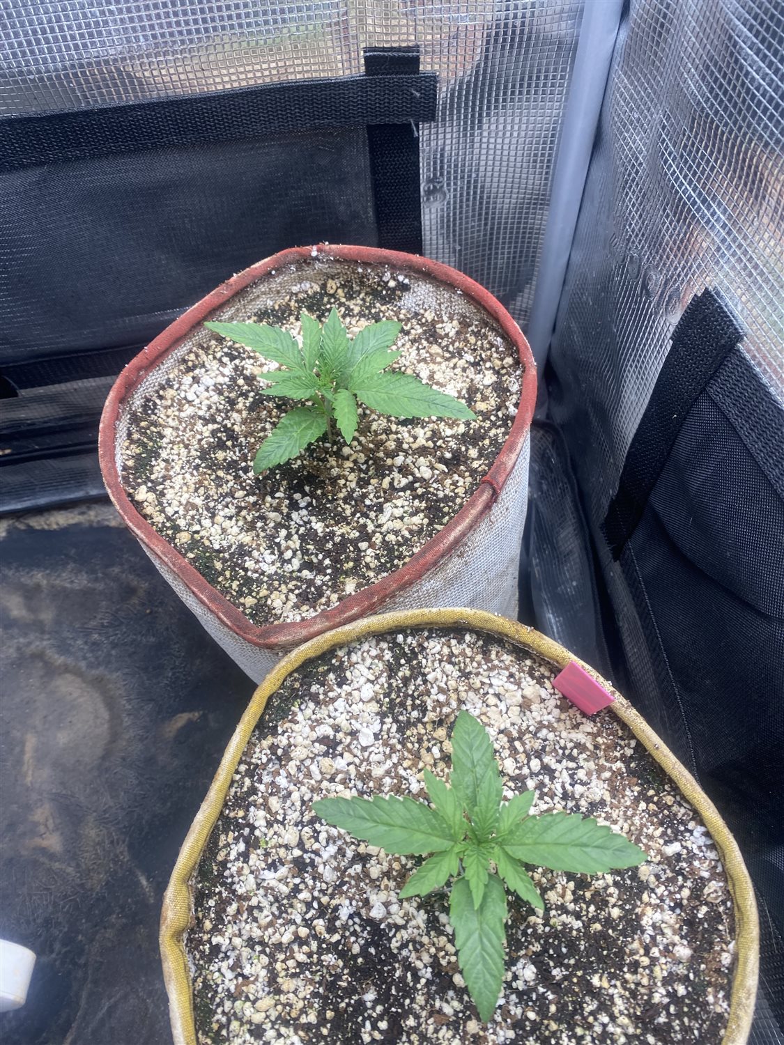 Plant Image