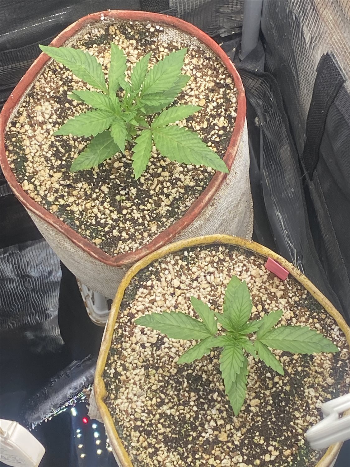 Featured Plant Image