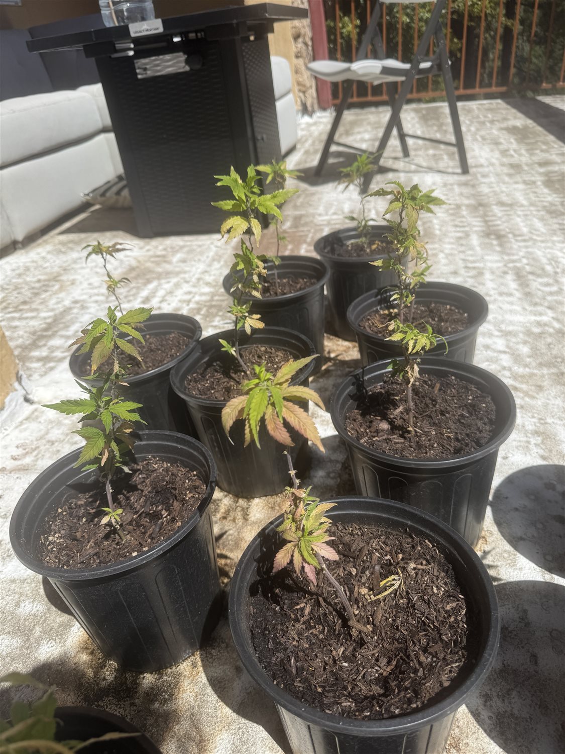 Gelato plant photo