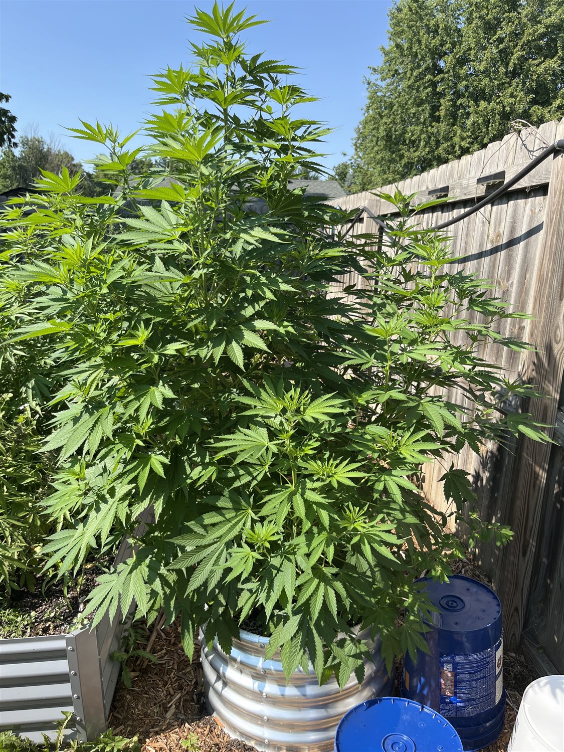 AK-47 plant image