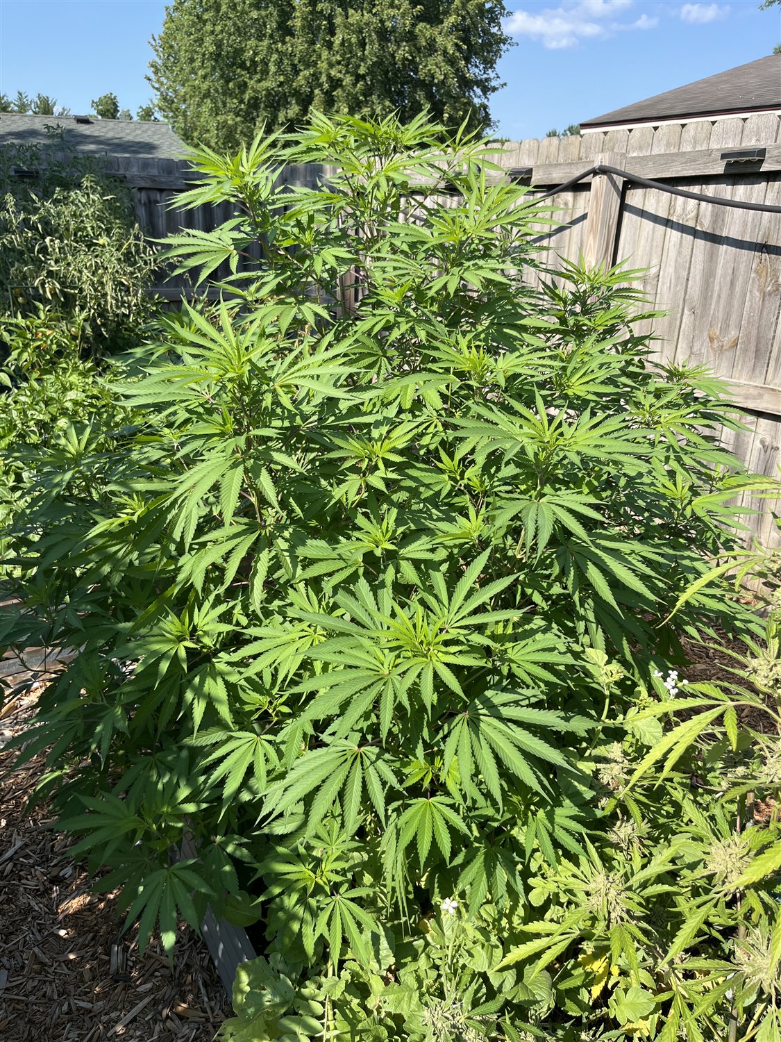 Amnesia lemon plant photo