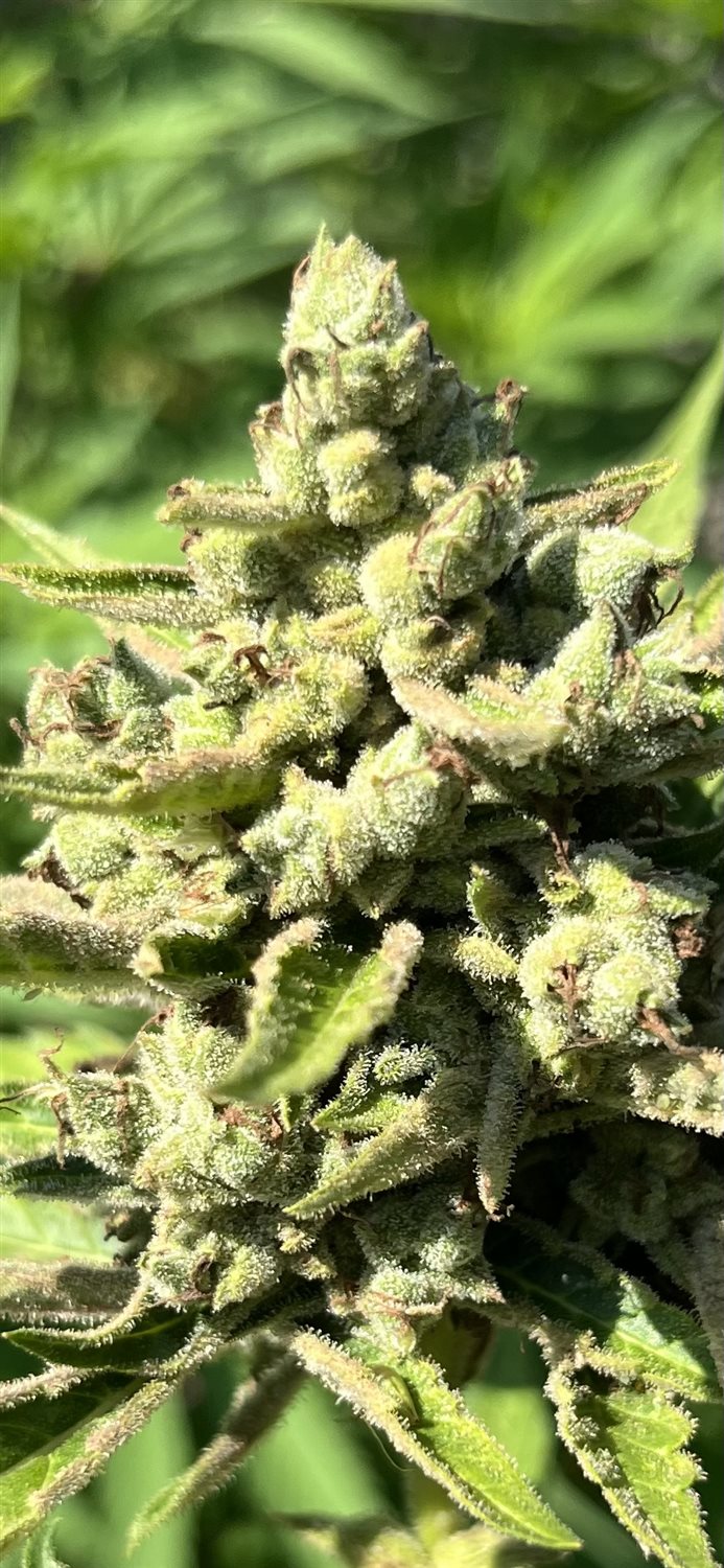 Blue Dream plant image