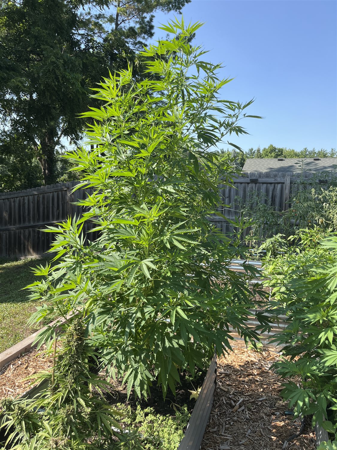 Bruce Banner plant image