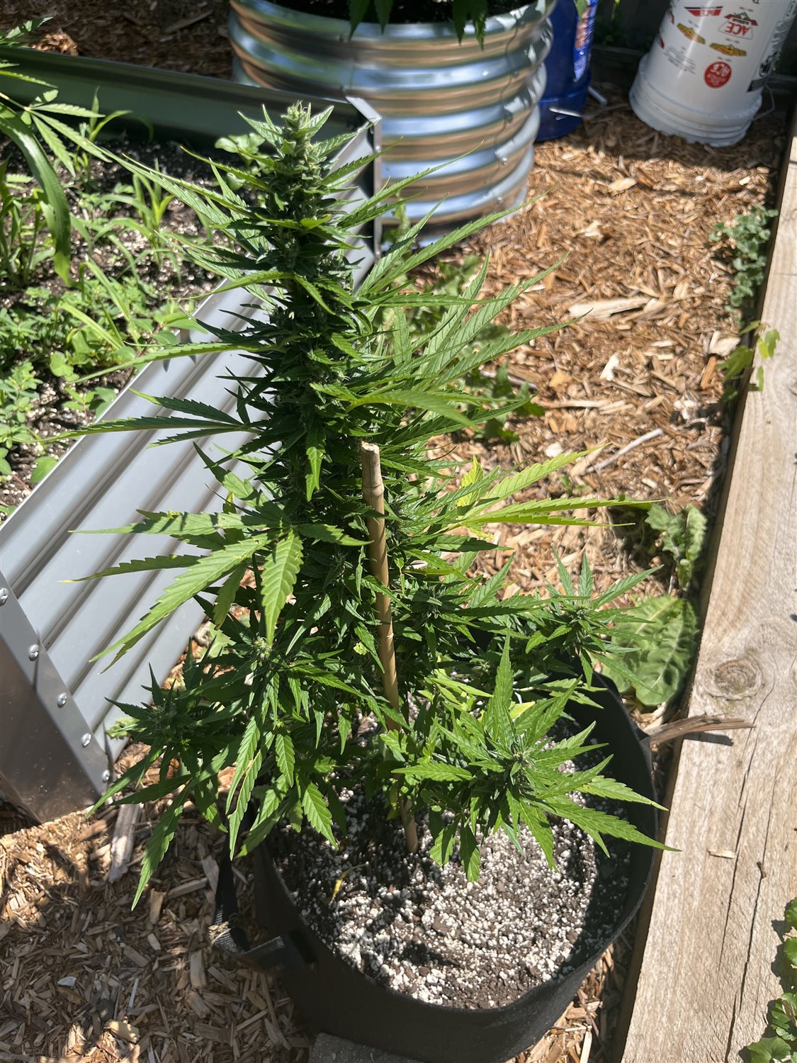 Durban Poison plant photo