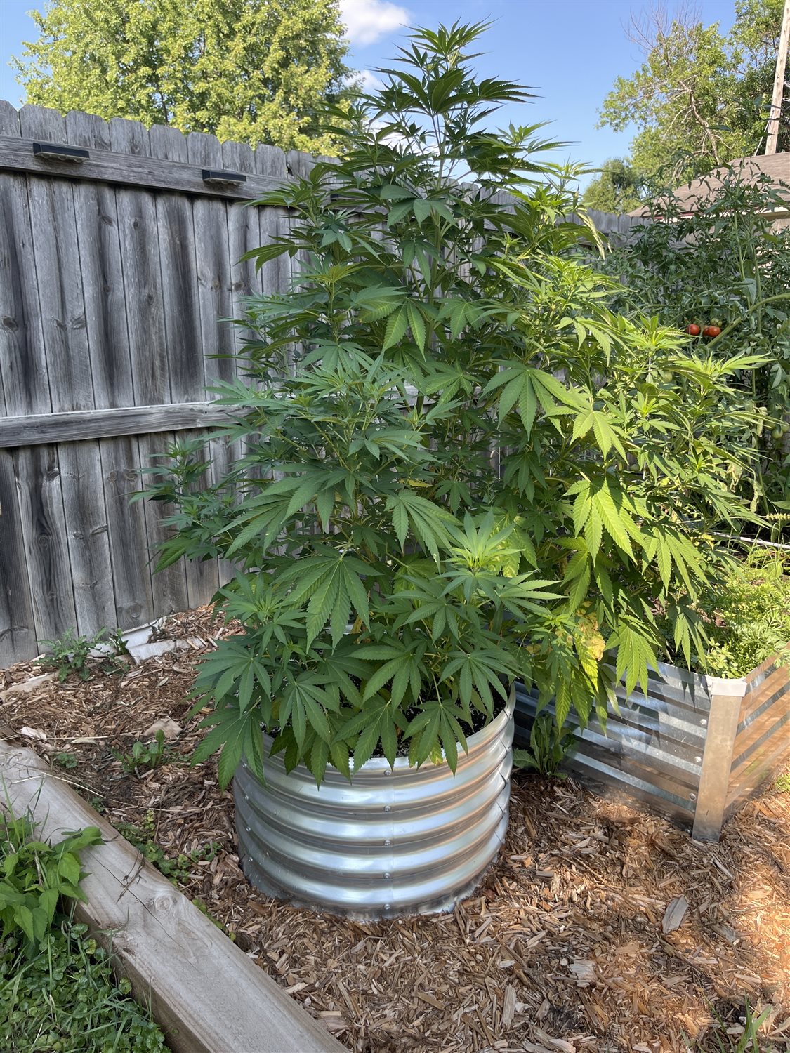 Hash burger plant photo