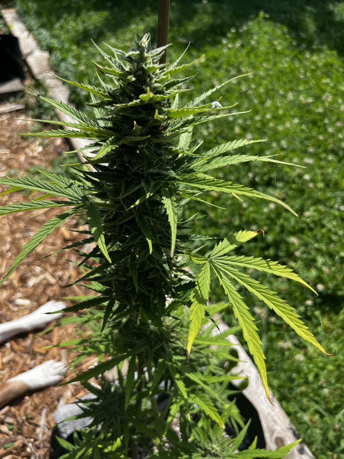 Khalifa Kush plant photo