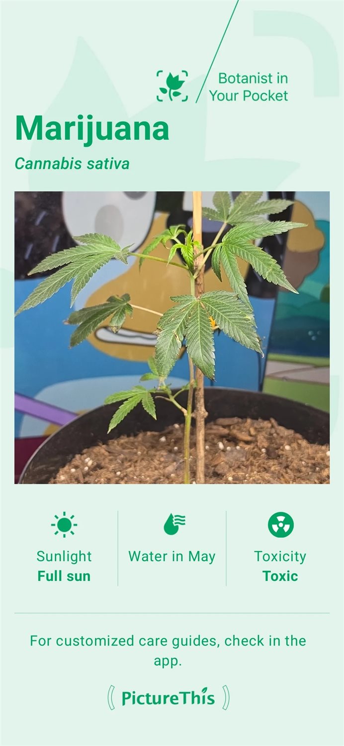 Featured Plant Image