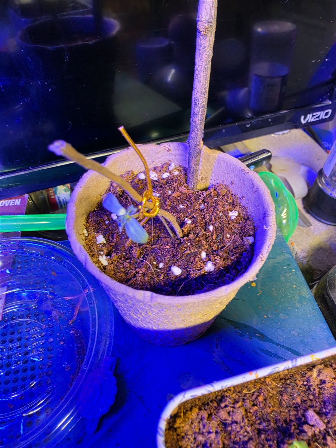 Seedling plant photo