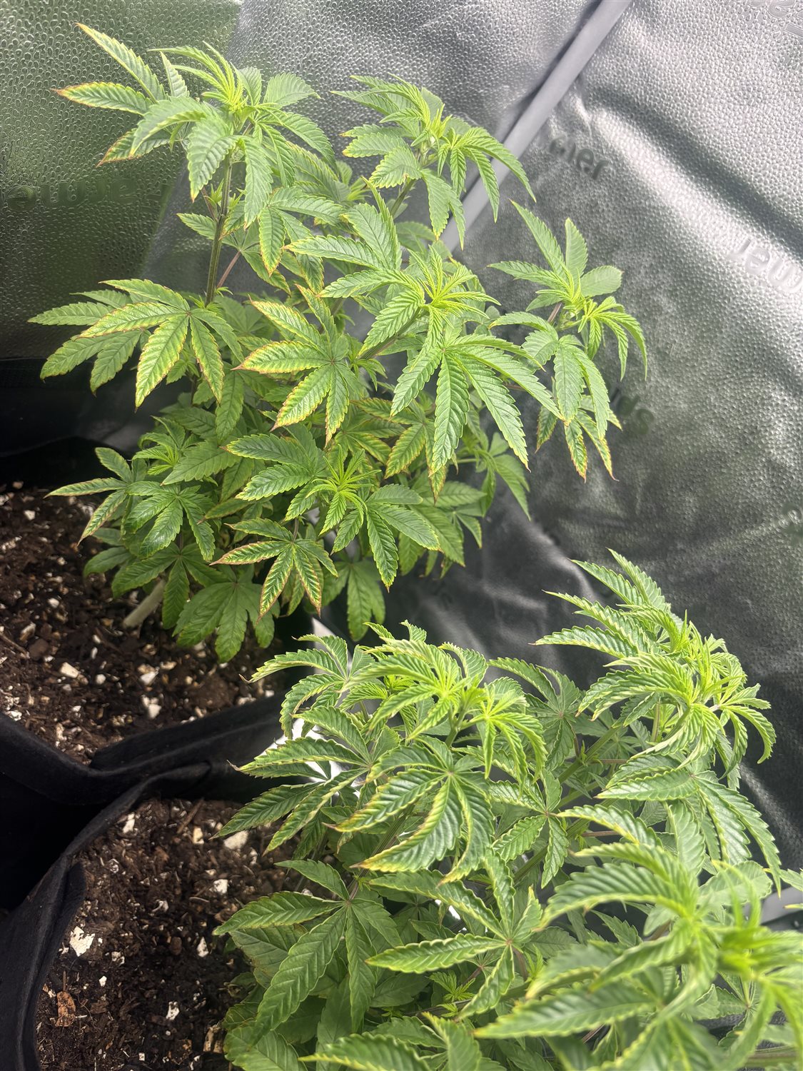 Featured Plant Image