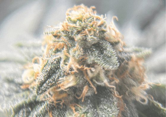 PLnTrk: Featured image for "The Beginning" – plant tracking screenshot