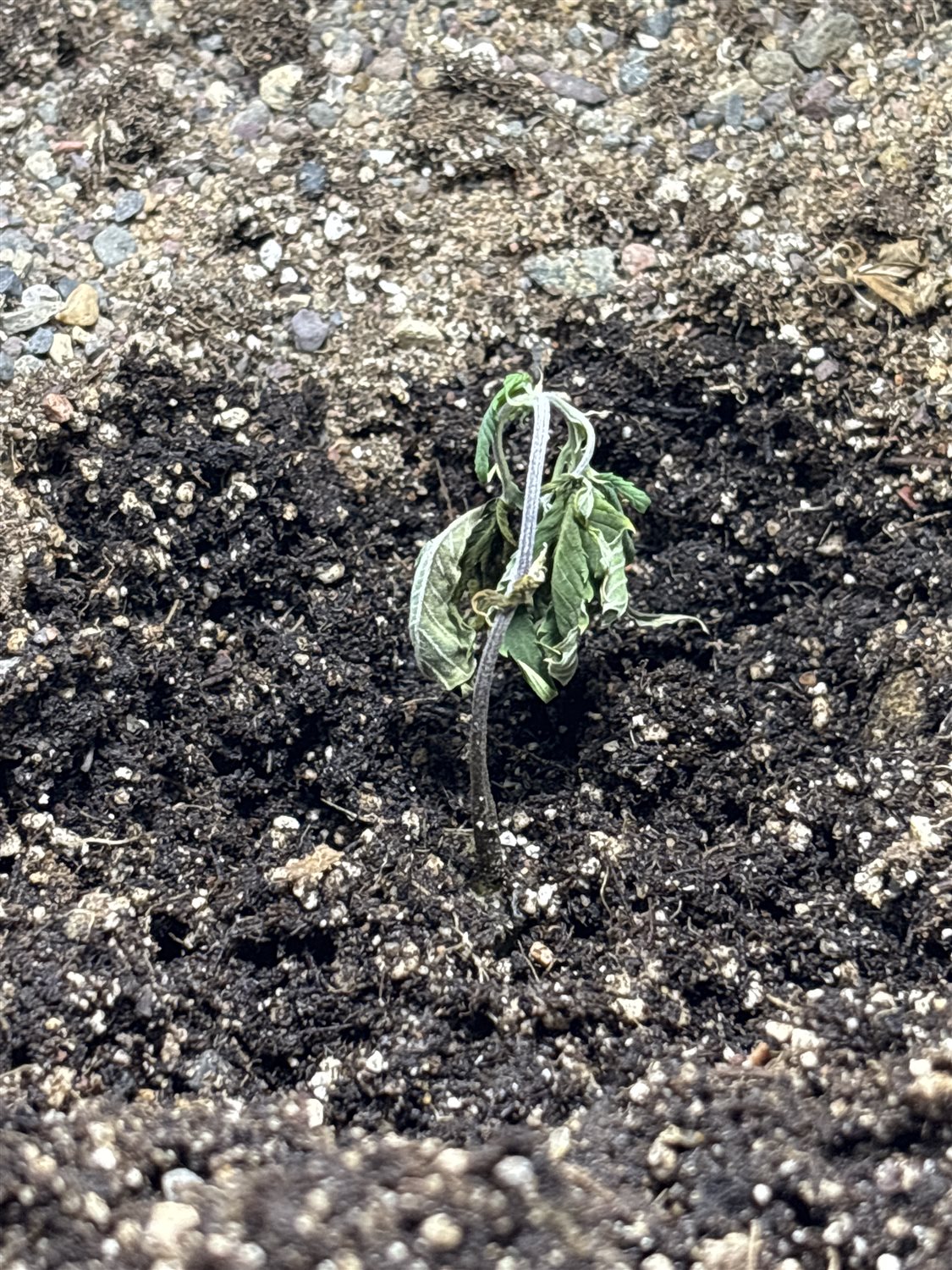 Featured Plant Image