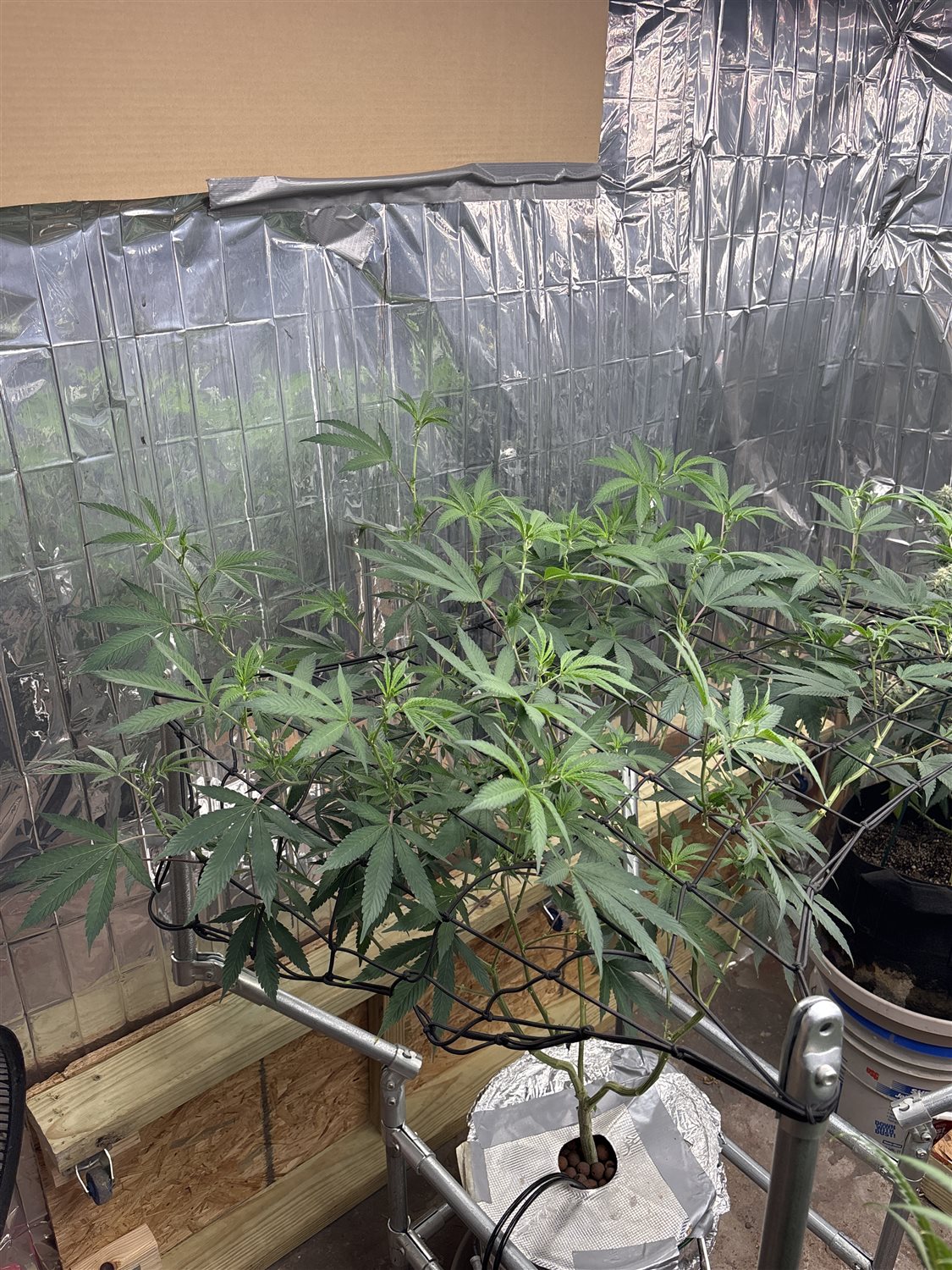 Featured Plant Image