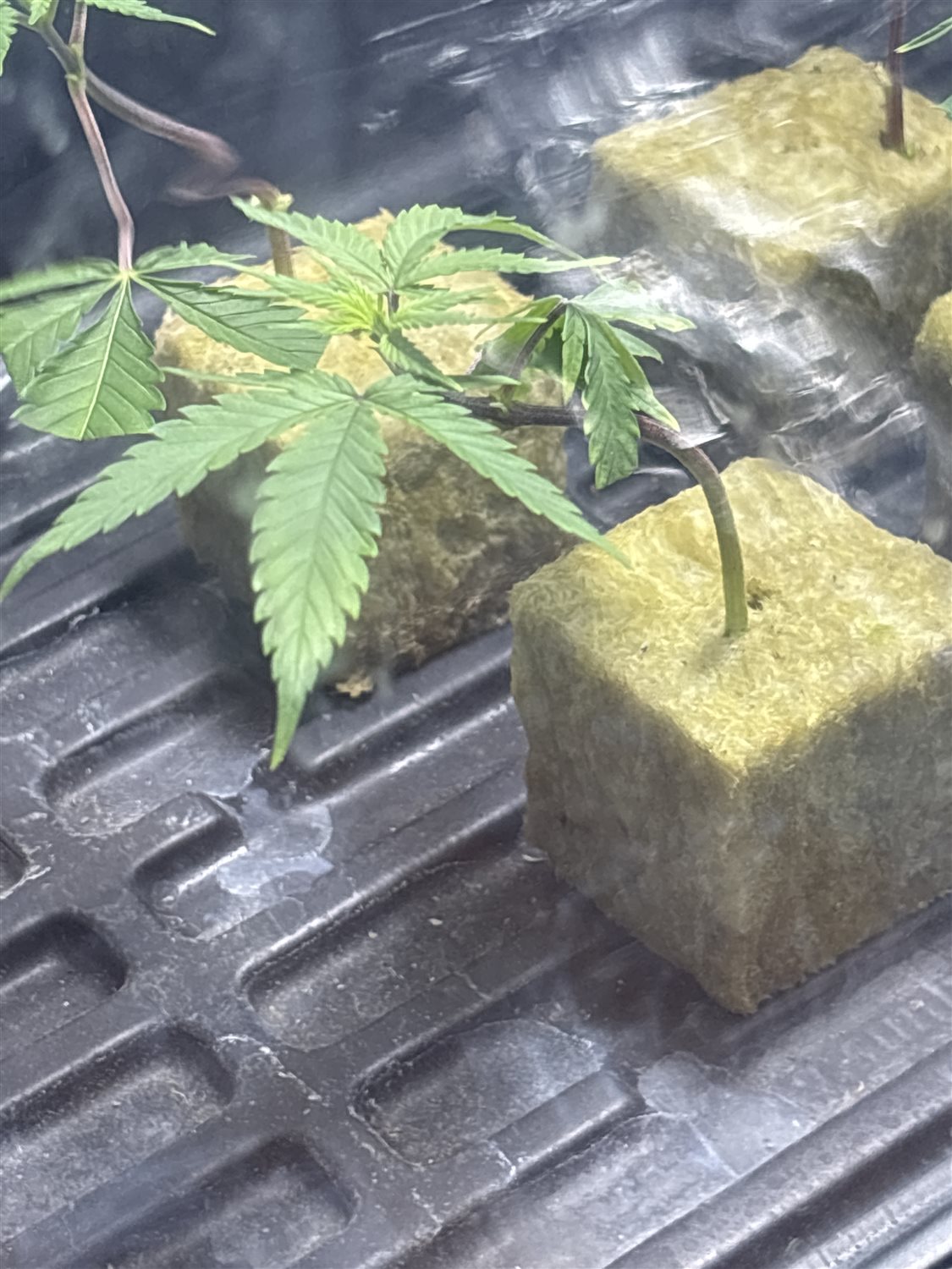 Featured Plant Image