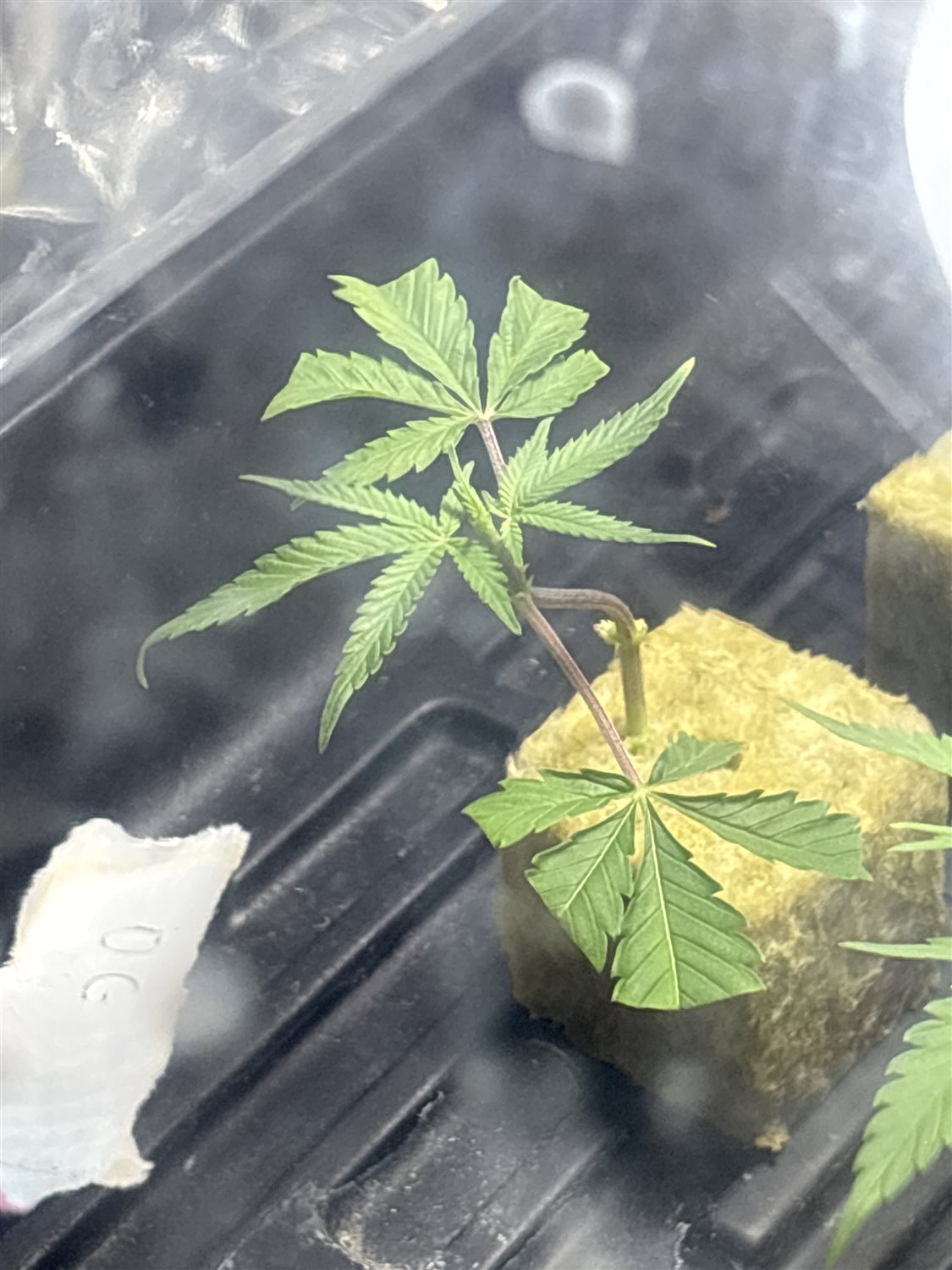 Featured Plant Image