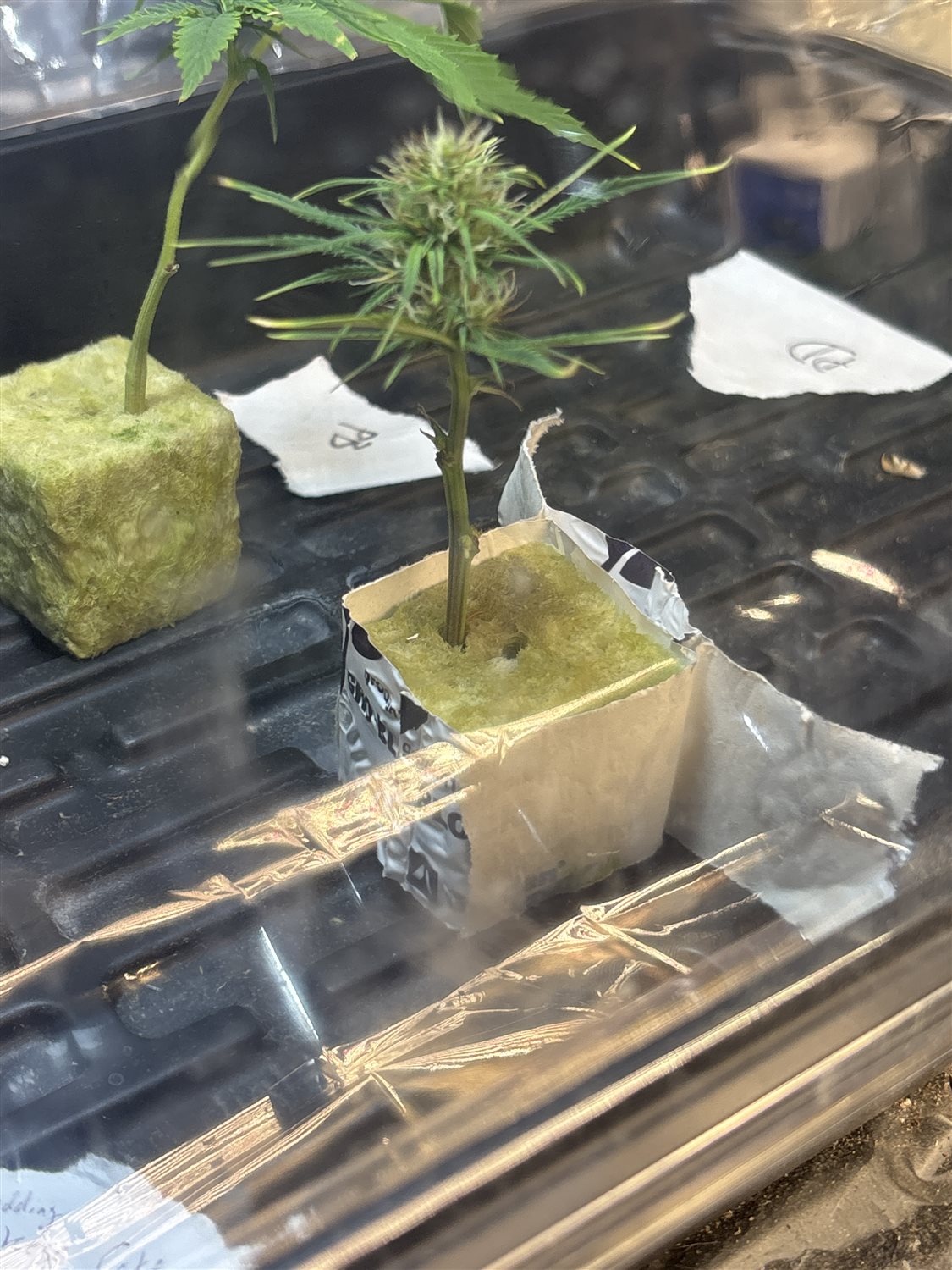 Featured Plant Image