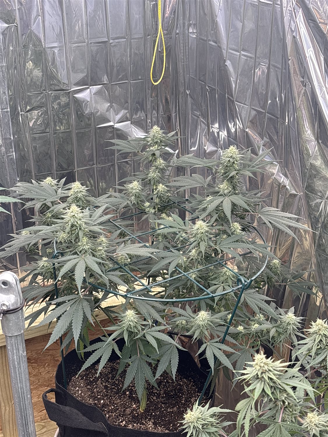 Featured Plant Image