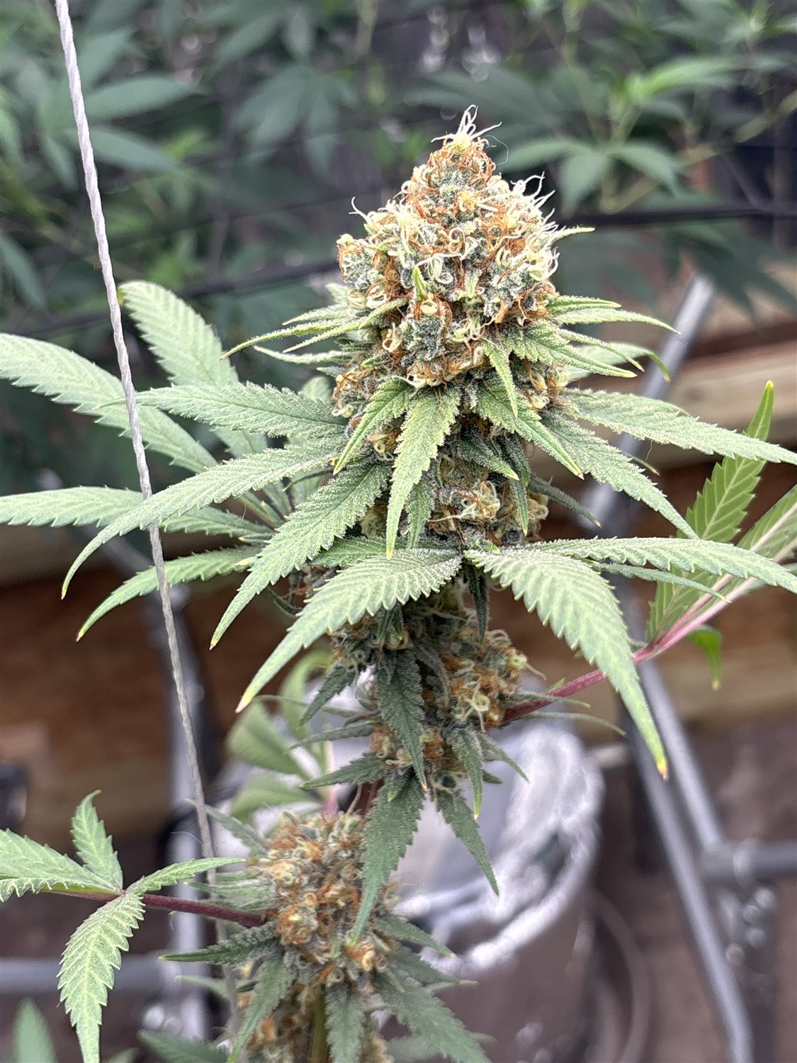 Featured Plant Image