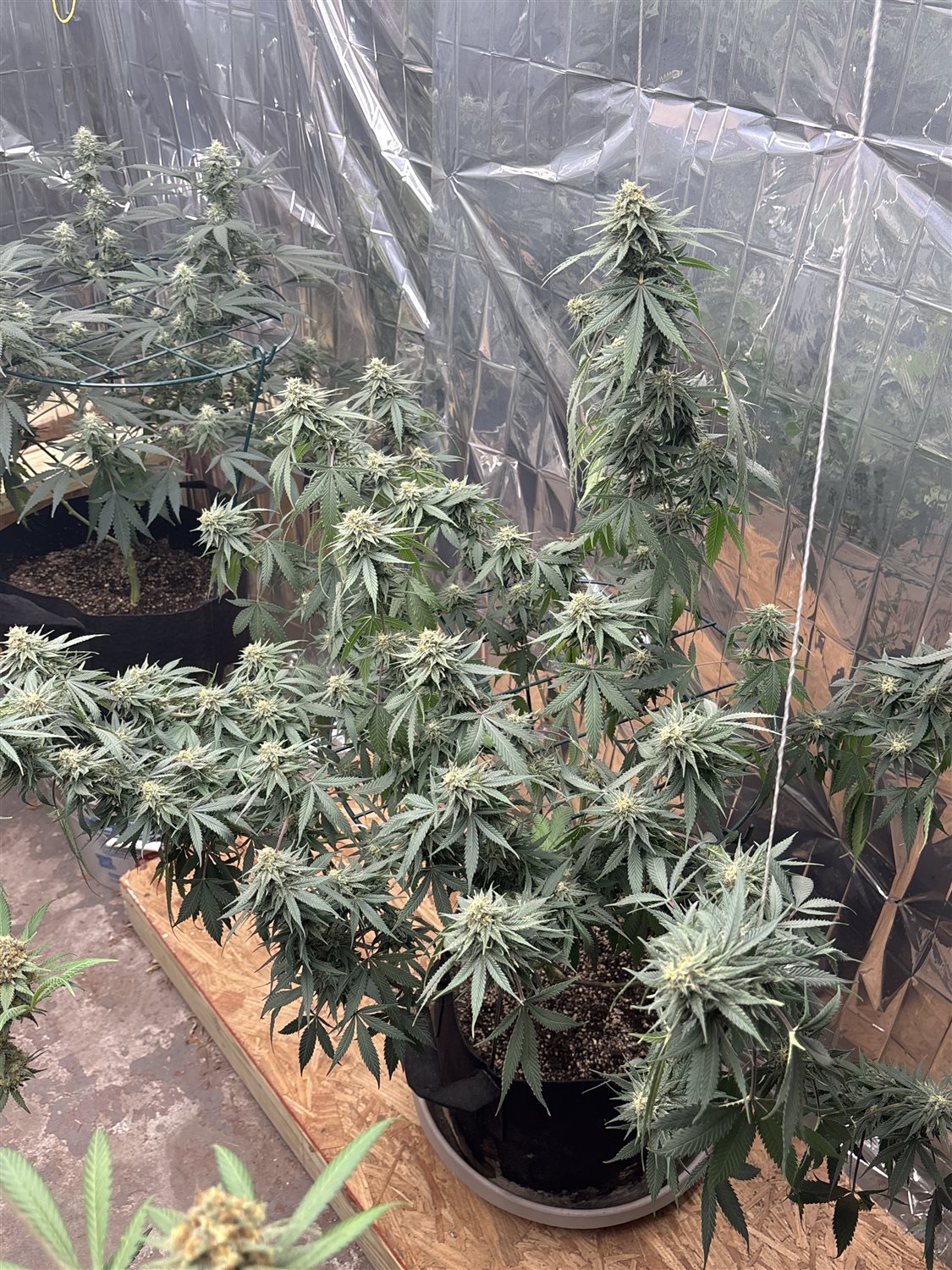 Featured Plant Image