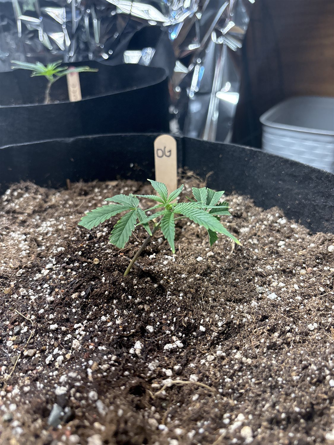 Featured Plant Image