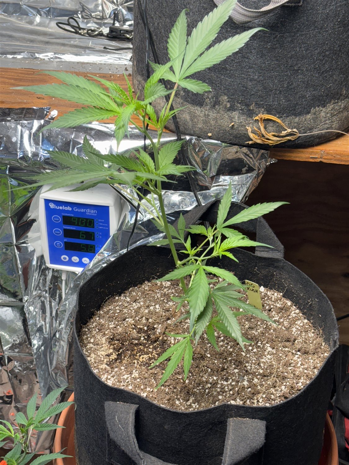 Featured Plant Image