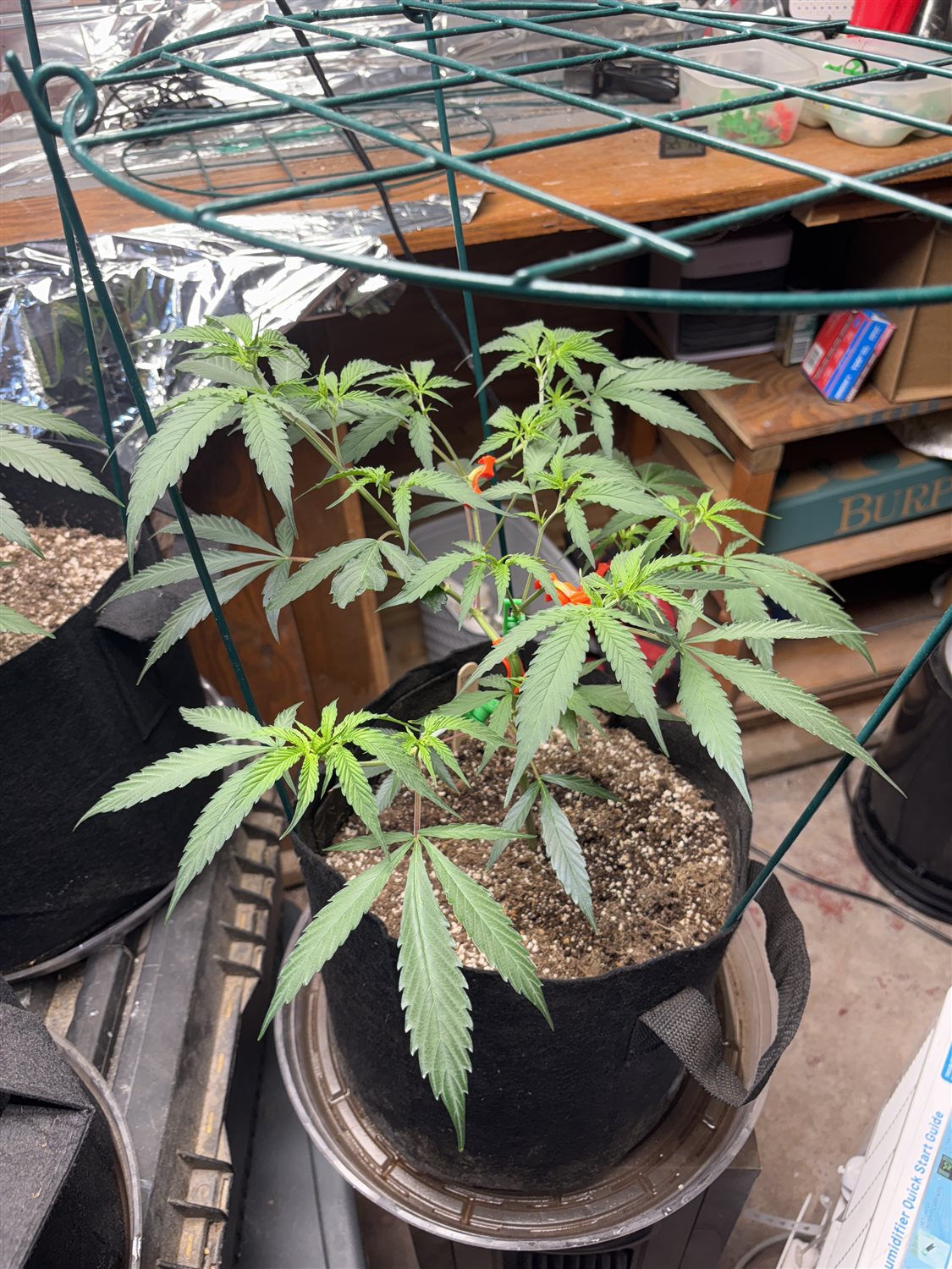 Featured Plant Image