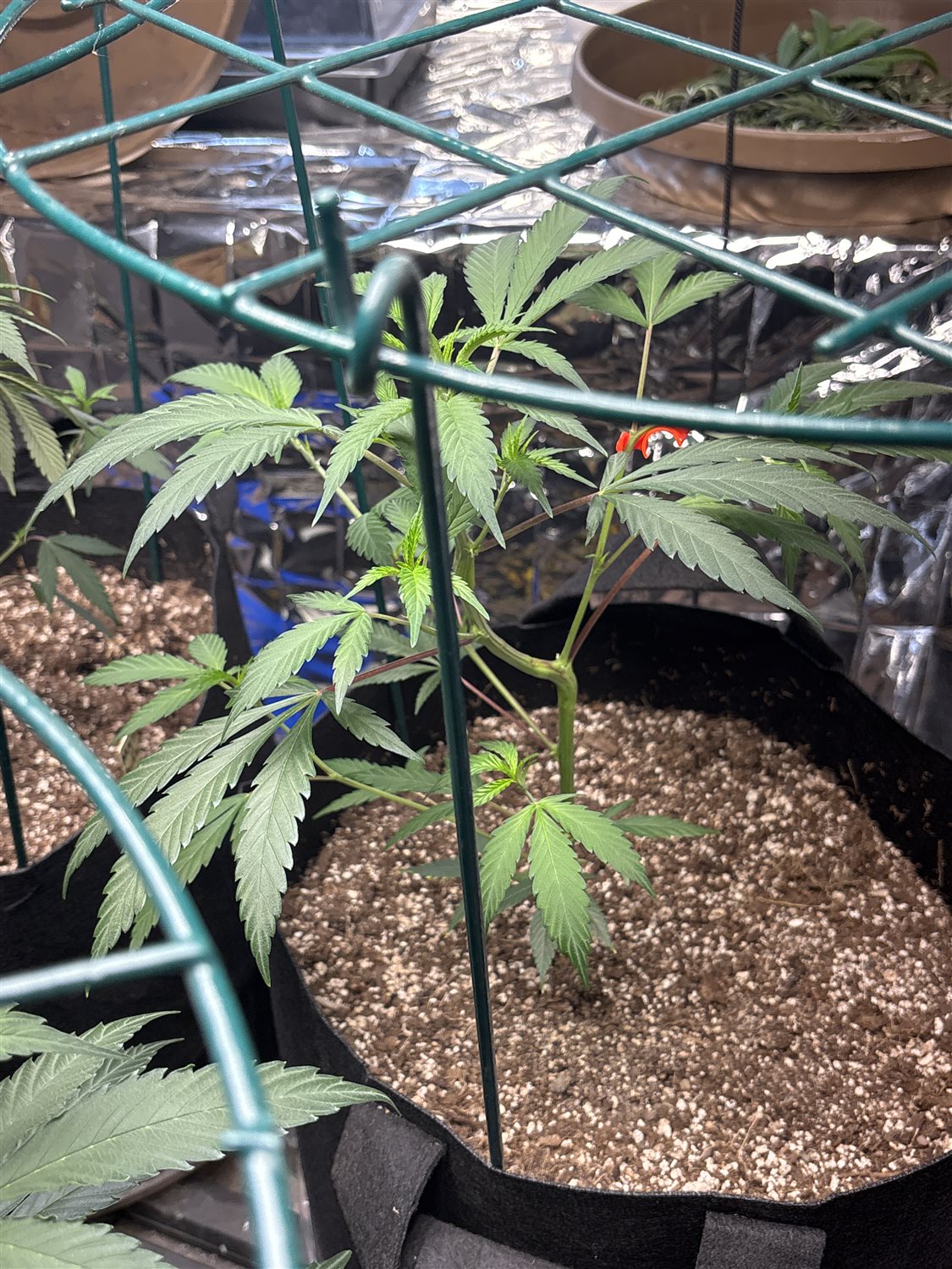 Featured Plant Image