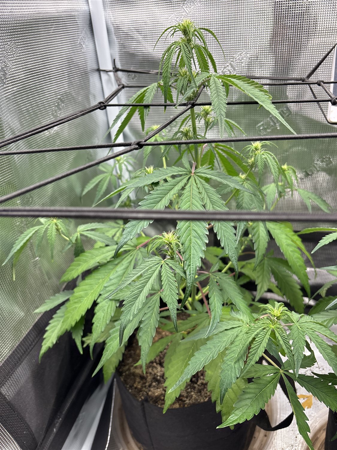 Featured Plant Image