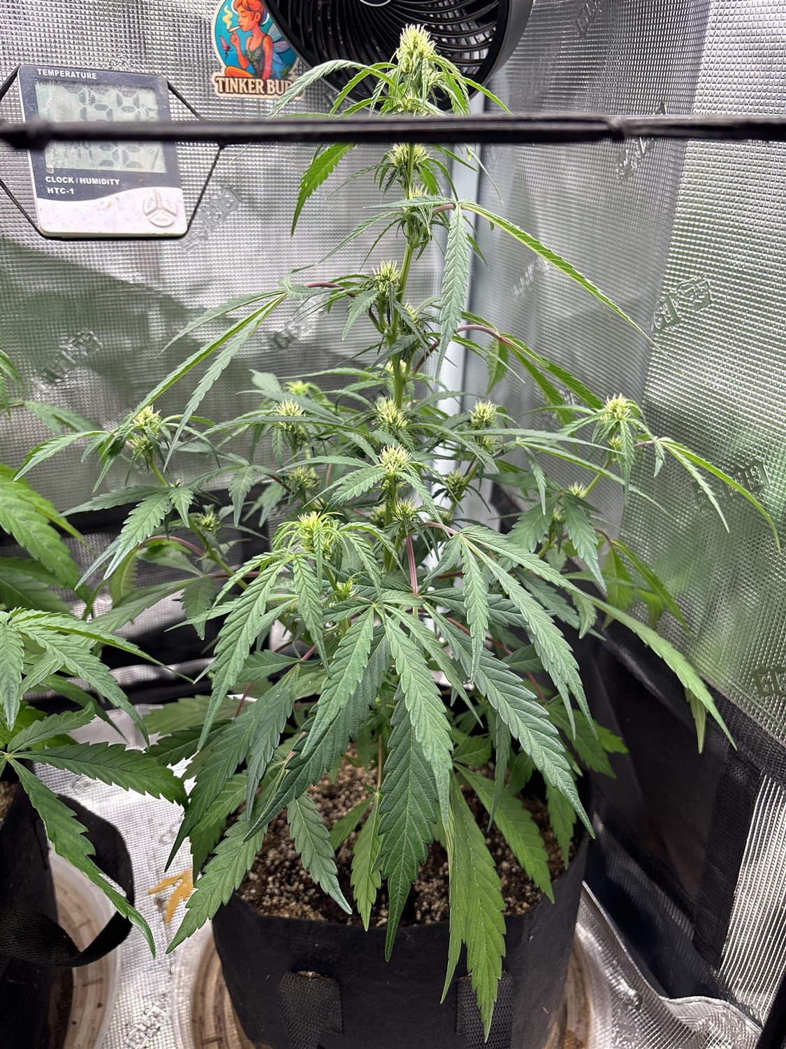 Featured Plant Image