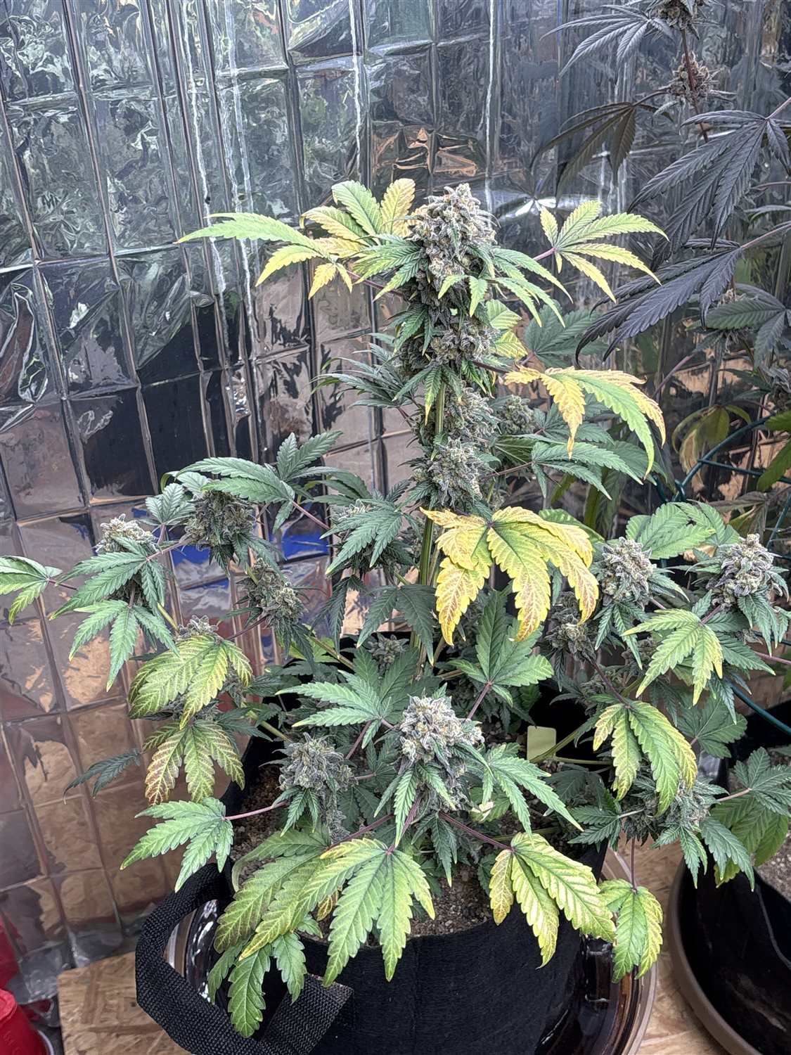 Featured Plant Image