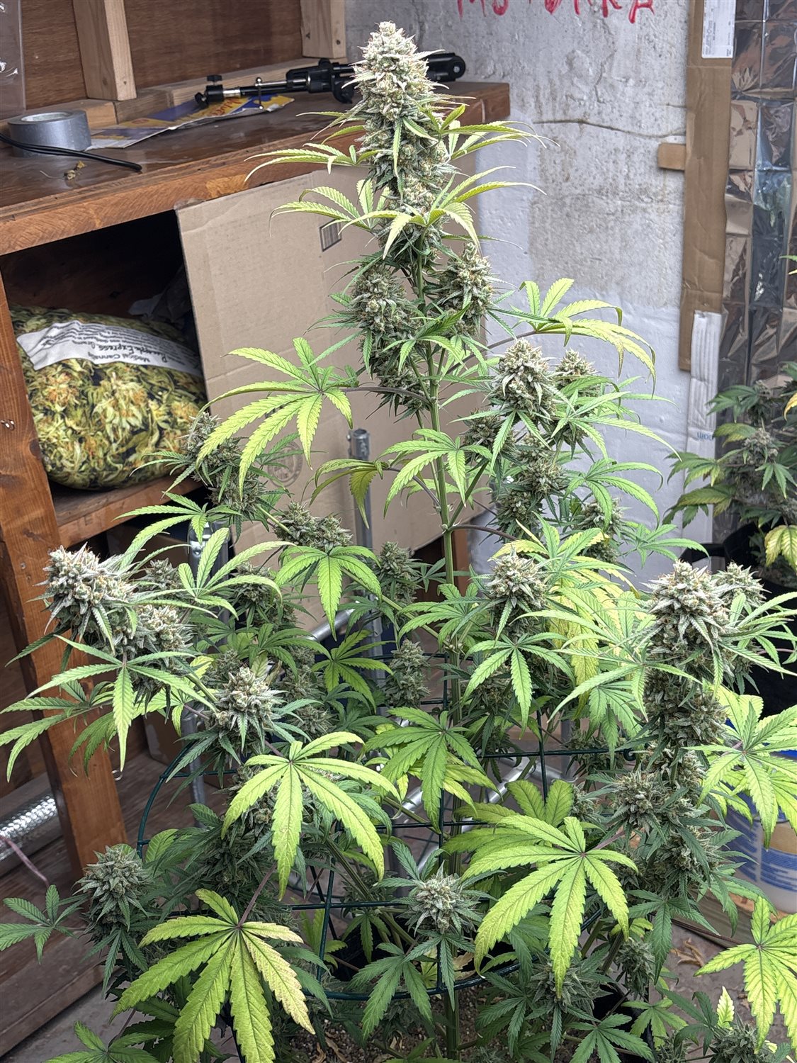 Featured Plant Image