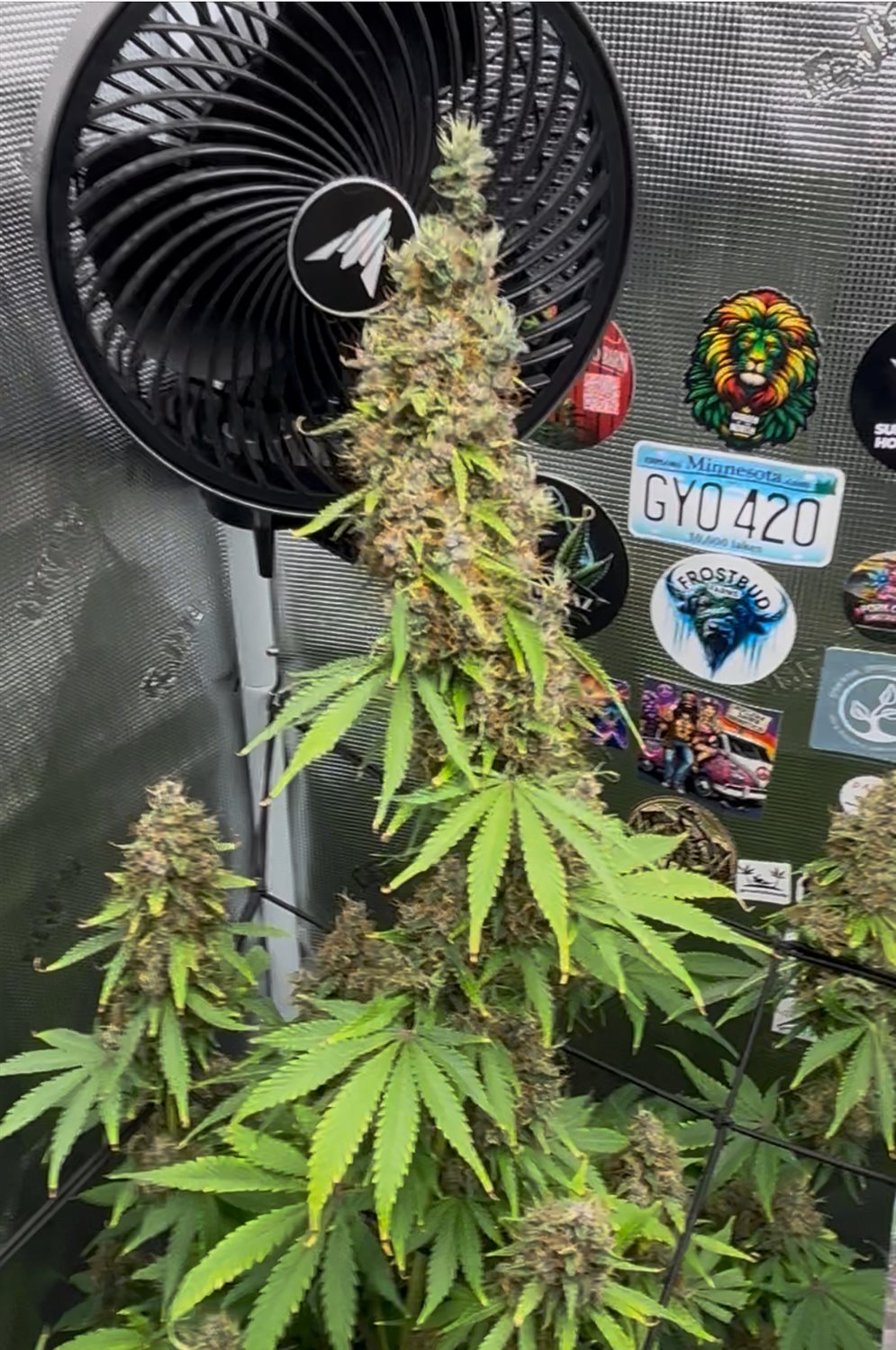 Featured Plant Image