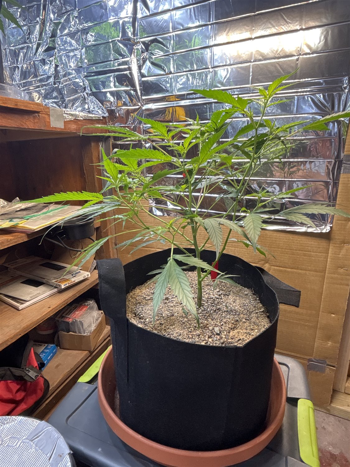 Featured Plant Image