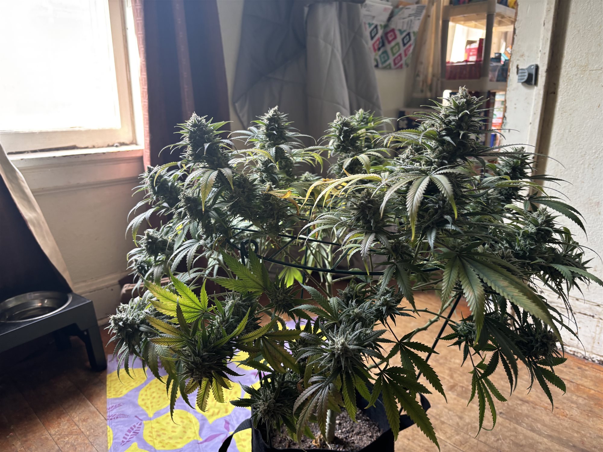 Featured Plant Image