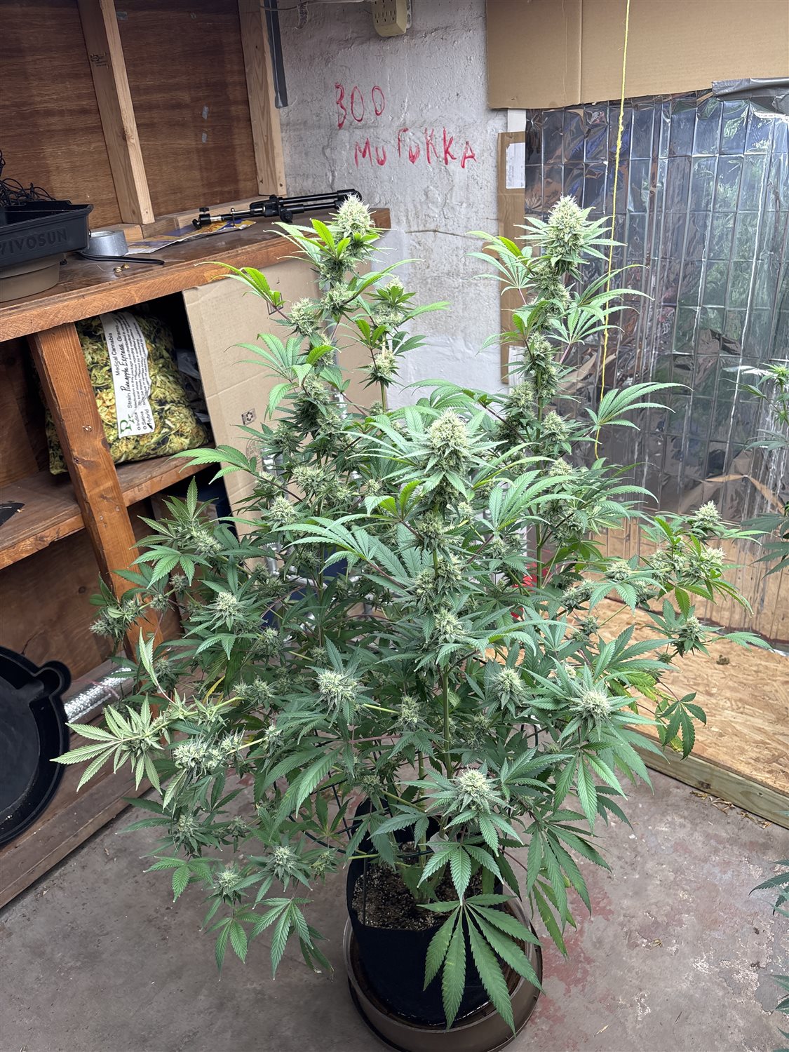 Featured Plant Image