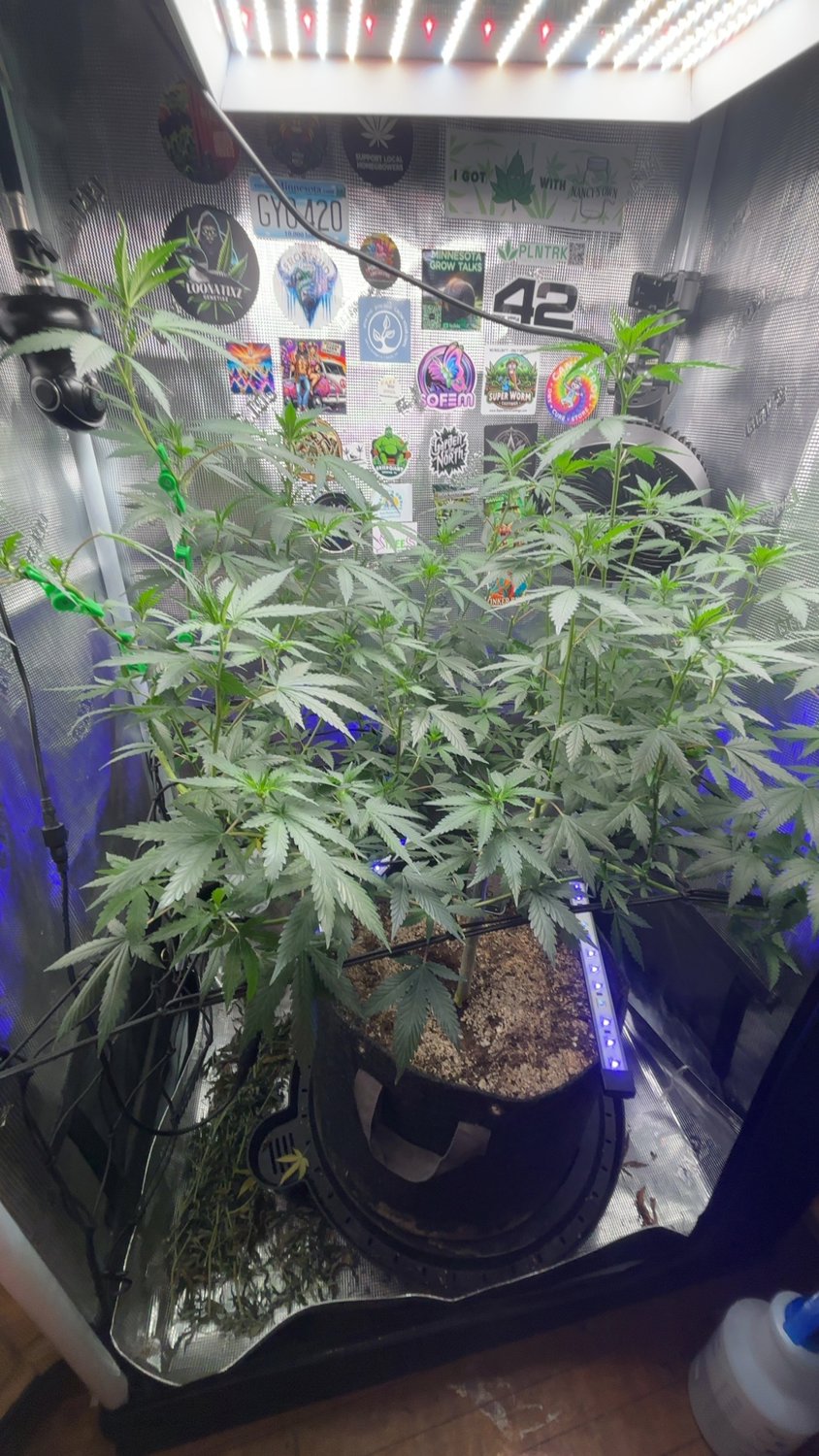 Pink OG Berry plant image