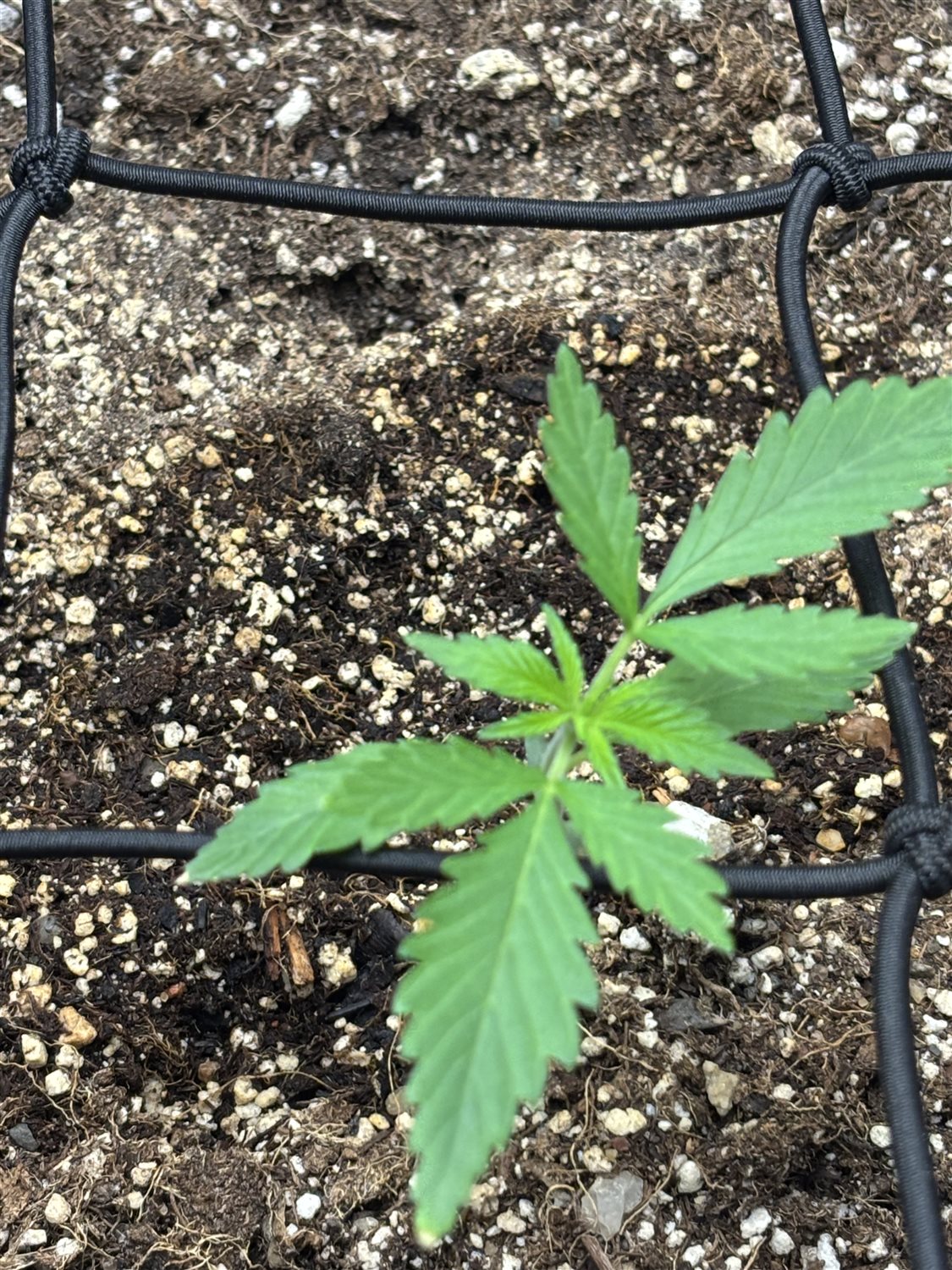 Pink OG Berry plant image