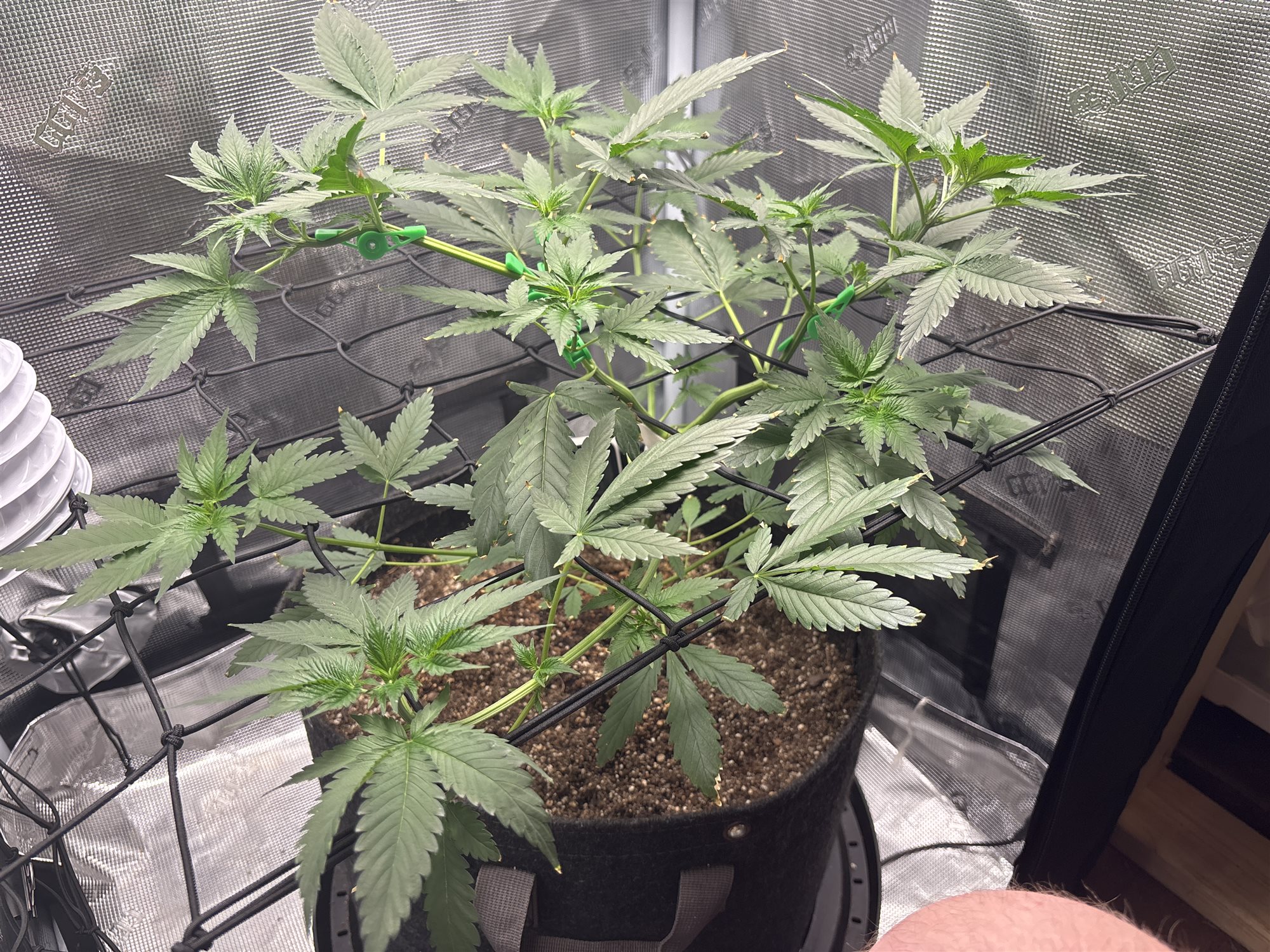 Pink OG Berry plant photo