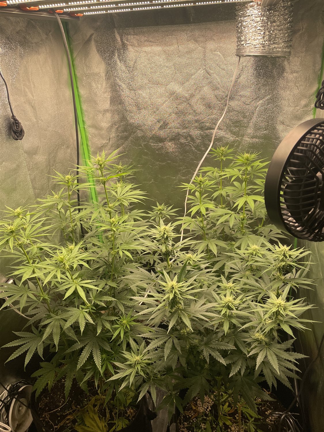 Featured Plant Image