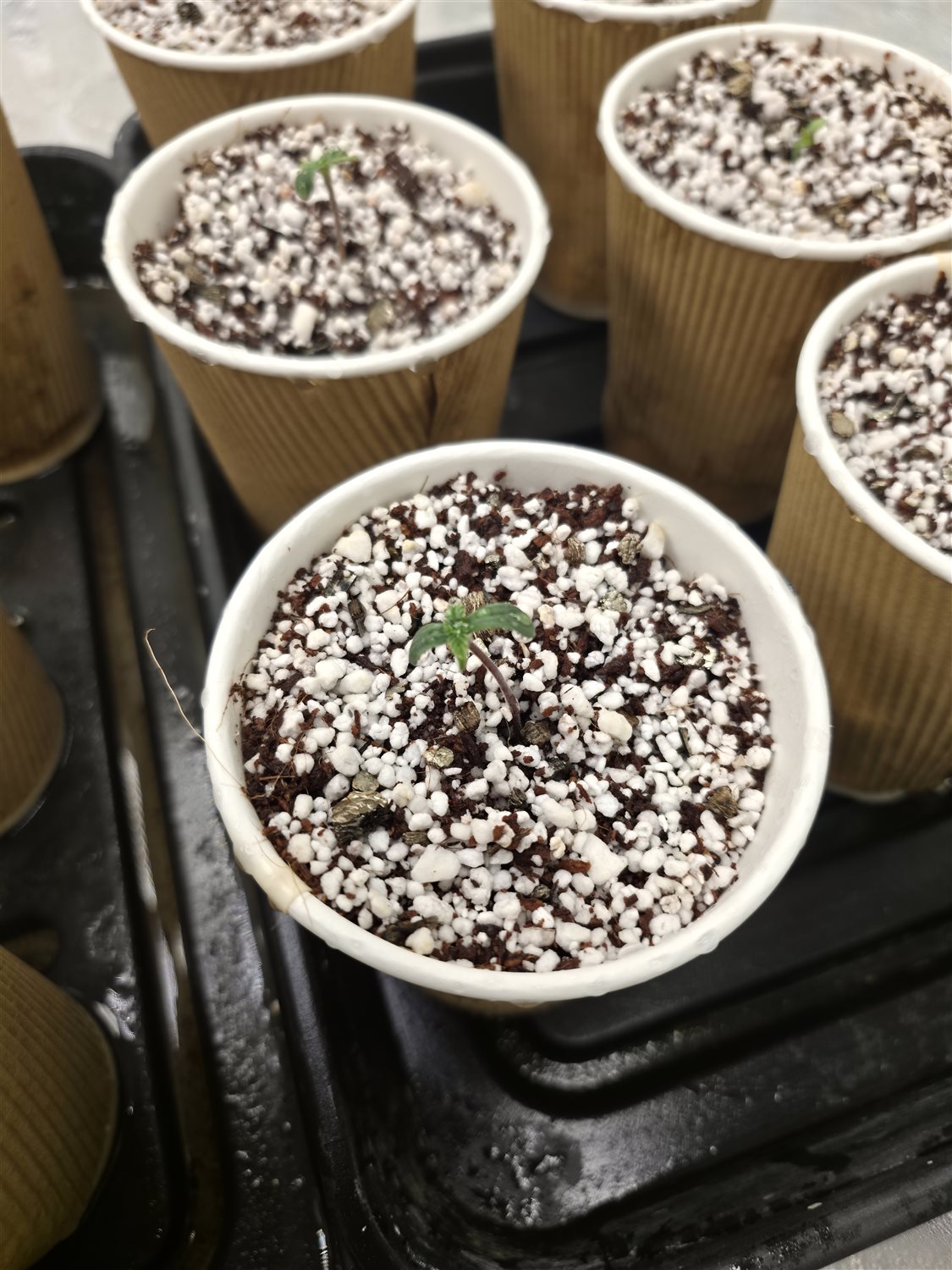 Super Skunk cheese plant photo