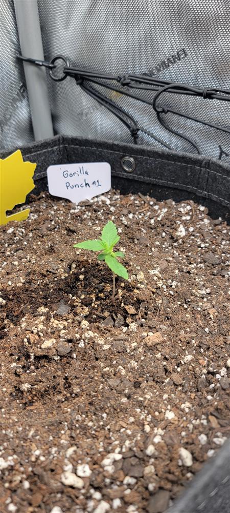 Featured Plant Image